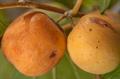 Ziziphus spina christi